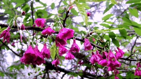 cherry in the rain  - splendid, beautiful, blooming, raining