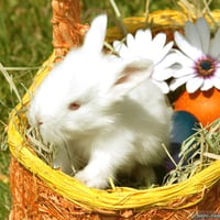 cute white bunny