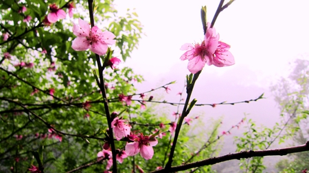 Prunus mume - pretty, cold resistant, pink, plum trees