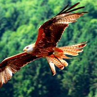 RED KITES~Milvus Milvus