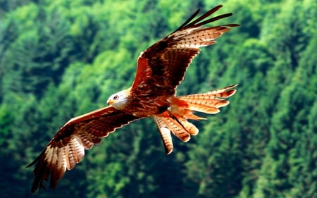 RED KITES~Milvus Milvus - bird, prey, red kites, flight