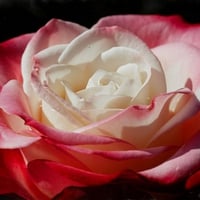 Wonderful rose