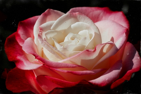 Wonderful rose - beauty, delicate, heart, soft, rose, wonderful rose, bright, softness, petals, flower