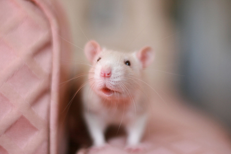 Smile - rat, white, sofa, cute, ratty, pink