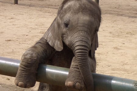 elephant - fun, elephant, baby, happy