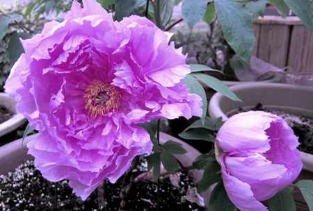 Peony - beautiful, blooming, splendid, gorgeous