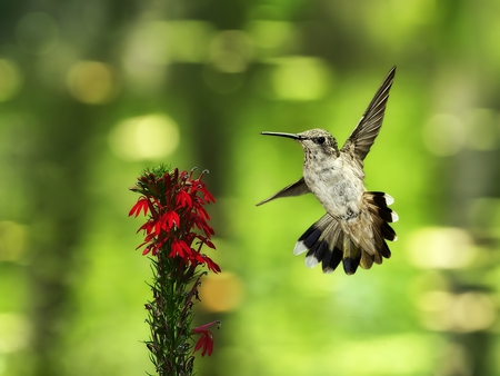 Humming Bird - beautiful, bird, picture, humming