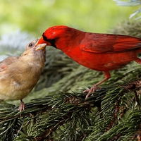 Feeding Birds