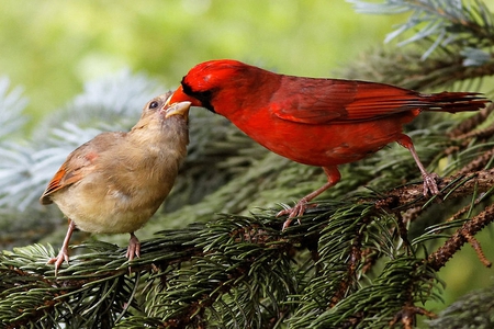 Feeding Birds - beautiful, feeding, birds, picture