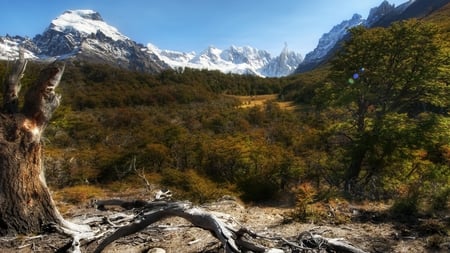 mountains in national park - forest, mountains, dead tree, snow