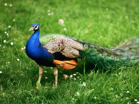 Peacock - beautiful, cool, picture, peacock