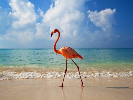 Flamingo on Beach - on beach, picture, cool, flamingo