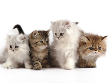 Kitties - white, sweet, kitties, brown