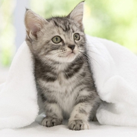 Sweet kitty