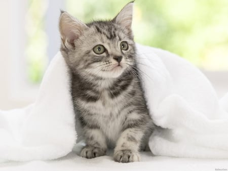 Sweet kitty - grey, white, animal, nice, kitty