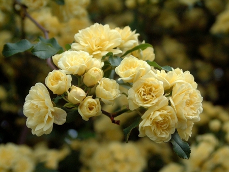 Yellow Roses - nature, nice, yellow, rose, flower