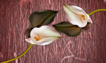 anthurium - wp, flower, pink, anthurium