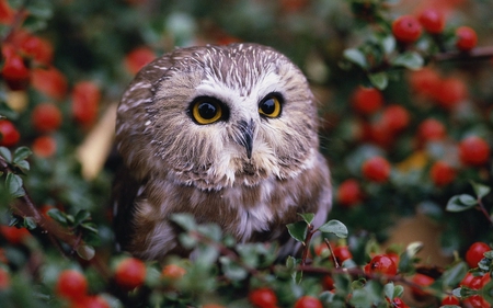 burried in berries - owl, bird, nature, photography, cute