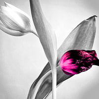 white & pink flower