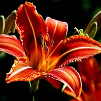 orange stargazer