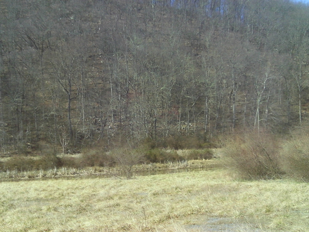 A walk into the creek - west virginia, bush, trees, redneck, creek, grass, rocks