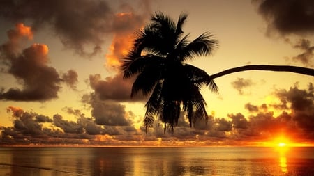 beautiful tropical sunset - palm, sunset, sea, clouds