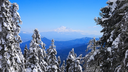 snowy firs - sky, trees, mountain, snow