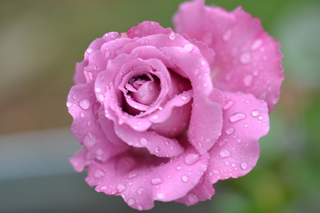 My daughter's rose - raindrops, bud, rose, flower, pink