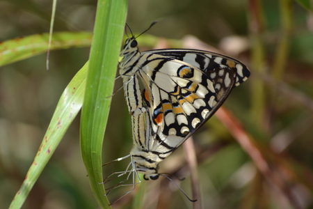 Butterfly love - pretty, colours, love, butterflies