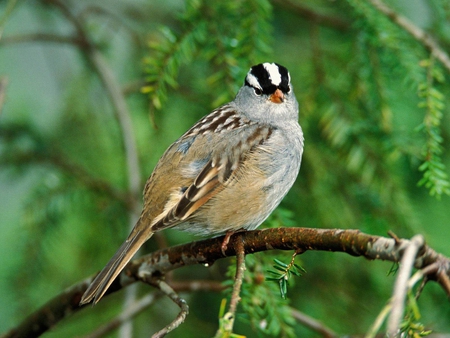 Bird - animal, nature, bird, fly