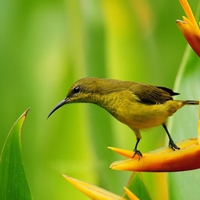 Bird on a flower