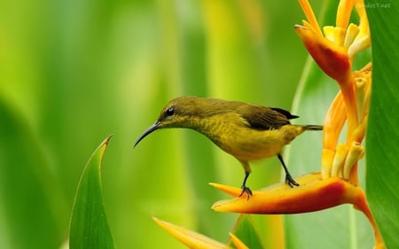 Bird on a flower - flower, fly, animal, bird, nature