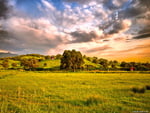 grazing fields