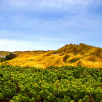 low pine and grass dunes